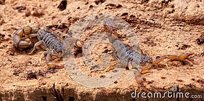 Scorpion Stock Photo