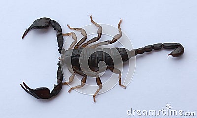 Scorpion on a white background Stock Photo