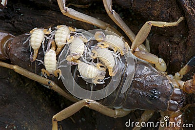 Scorpion babies Stock Photo