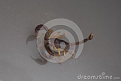 Scorpion on a black background Stock Photo