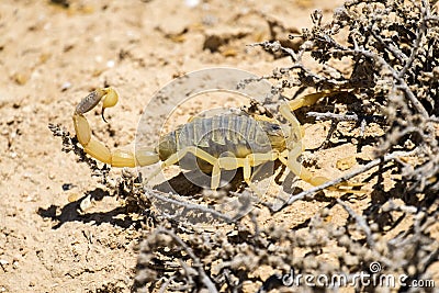 Scorpion deathstalker Leiurus quinquestriatus Stock Photo