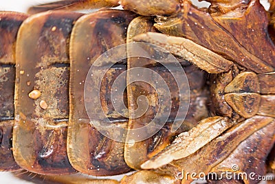 Scorpion is a detachment of arthropods from the class Arachnida. bottom view, belly with solid protective shields on the shell, Stock Photo