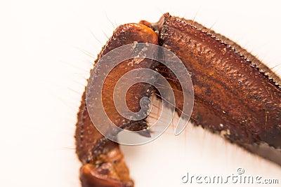 Scorpion is a detachment of arthropods from the class Arachnida. view foot joint, macro Stock Photo