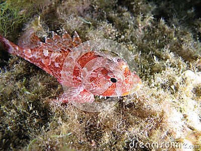 Scorpion Fish Stock Photo