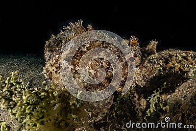 Scorpion fish camouflage in the Red Sea Stock Photo