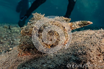 Scorpion fish camouflage in the Red Sea Stock Photo