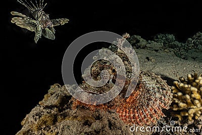 Scorpion fish camouflage in the Red Sea Stock Photo