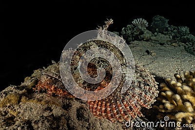 Scorpion fish camouflage in the Red Sea Stock Photo