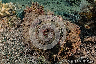 Scorpion fish camouflage in the Red Sea Stock Photo