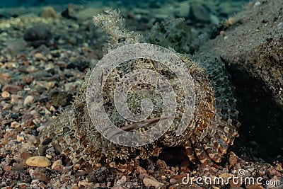 Scorpion fish camouflage in the Red Sea Stock Photo