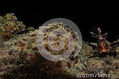Scorpion fish camouflage in the Red Sea, Eilat Israel Stock Photo