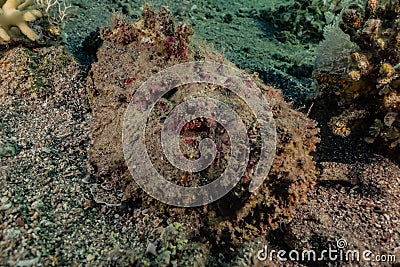 Scorpion fish camouflage in the Red Sea Stock Photo