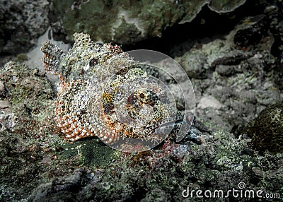 Scorpion fish disguising among sea sponge on a coral reef Stock Photo