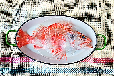 Scorpion fish. Stock Photo