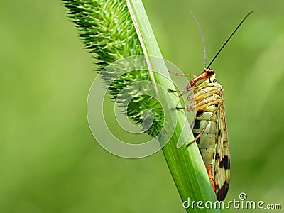 Scorpion fly Mecoptera Panorpa Panorpidae Stock Photo