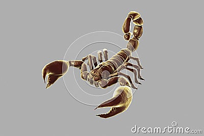 Scorpion, realistic illustration Cartoon Illustration