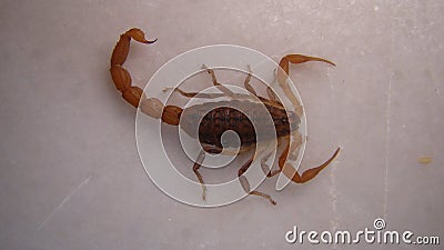 Scorpion isolated. scorpion on white background. close up European scorpion. closeup scorpion. insects, insect, bugs, bug, animals Stock Photo