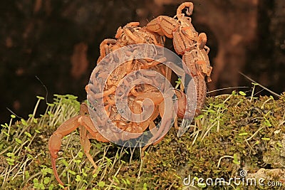 A scorpion mother is holding her babies. Stock Photo