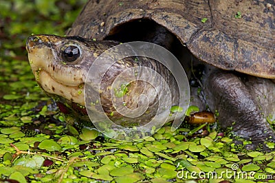 Scorpion mud turtle Stock Photo