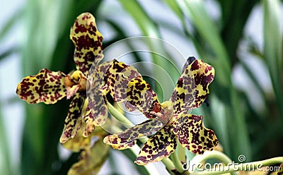 Scorpion orchids Stock Photo