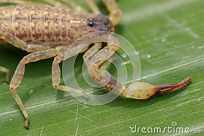 A scorpion pincer pedipalp up close. Leiurus hebraeus, the Hebrew deathstalker or Israeli yellow scorpion Stock Photo