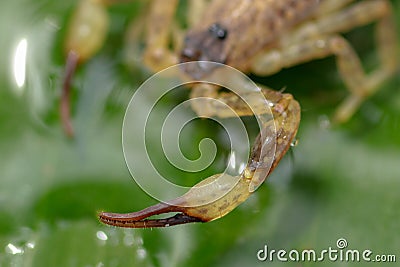 A scorpion pincer pedipalp up close. Swimming Scorpion, Chinese swimming scorpion or Ornate Bark Scorpion on a leaf in a tropical Stock Photo