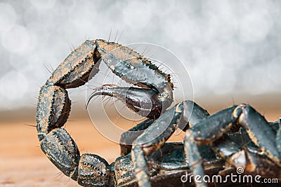 Scorpion stinger Stock Photo