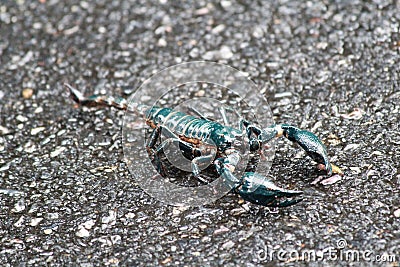 A scorpion on the warm ground at the park Stock Photo