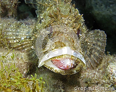 Scorpionfish Stock Photo