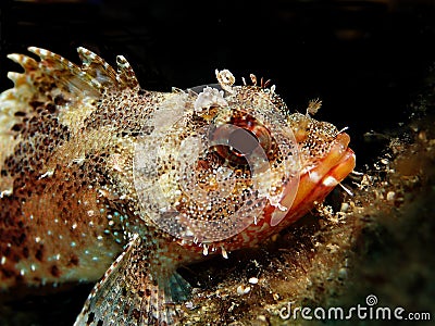 Scorpionfish Stock Photo