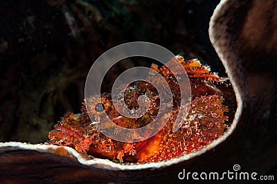Scary, poisonous underwater seas creature Stock Photo