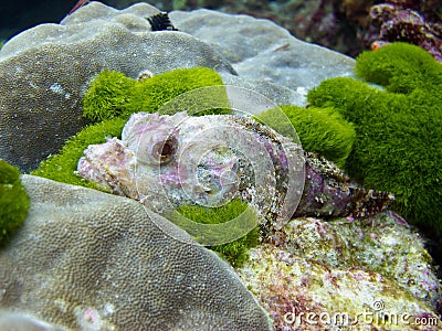 Scorpionfish Stock Photo