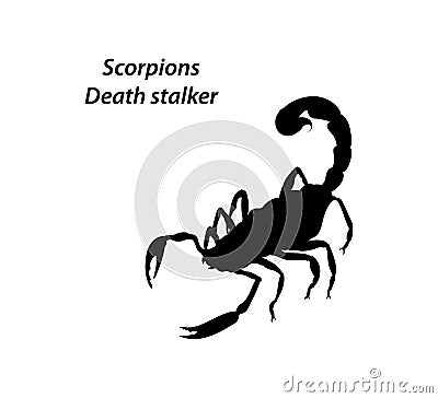 Scorpions death stalker Stock Photo