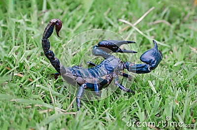 Scorpions on the grass blur Stock Photo