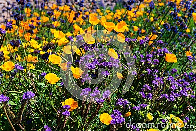 Scorpionweed and Mexican Gold Poppies Stock Photo