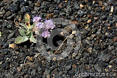Scorpion weed Phacelia hastata in Craters of the Moon National, monument. Stock Photo