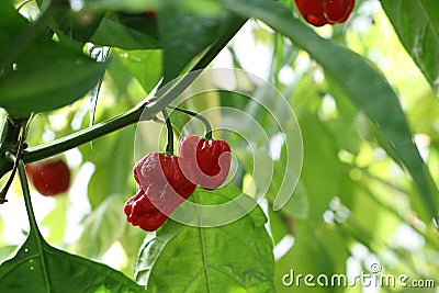 Scotch bonnet chilli pepper Stock Photo