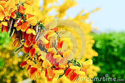 Scotch Broom Cytisus scoparius flowers Stock Photo