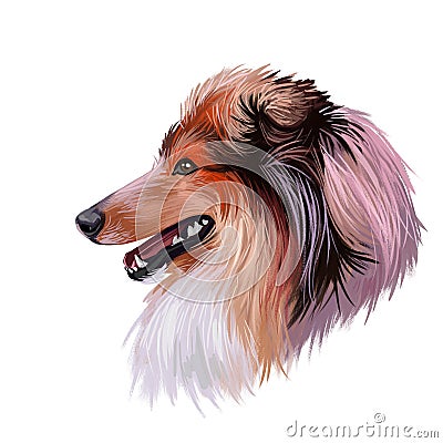 Scotch collie pet with long fur, furry domestic animal sticking out tongue pet hand drawn portrait. Graphic clip art design of Stock Photo