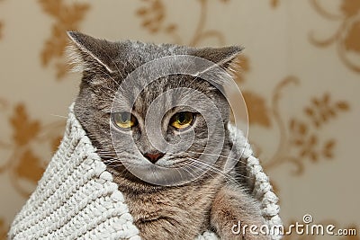 The Scotch Grey Cute Cat is Sitting in the Knitted White Sweater.Beautiful funny Look.Animal Fauna,Interesting Pet. Stock Photo