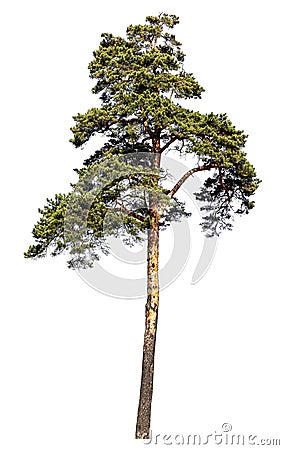 Scotch pine tree. Isolated on white background Stock Photo