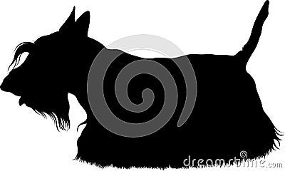 Scotch Terrier . Scotch terrier breed dog Vector Illustration