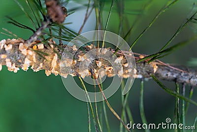 Scots pine blister rust cronartium flaccidum, a heteroecious rust fungus on a branch Stock Photo