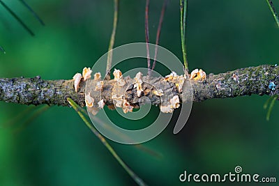 Scots pine blister rust cronartium flaccidum, a heteroecious rust fungus on a branch Stock Photo