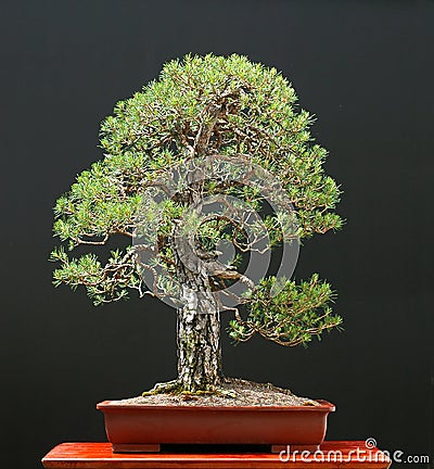 Scots pine bonsai Stock Photo