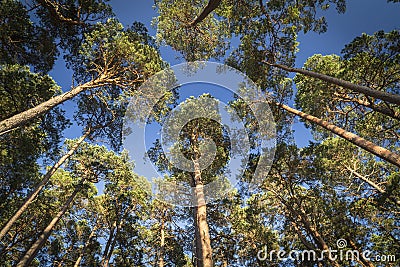 Scots pine canopy at Abernethy forest in Scotland. Stock Photo