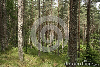 Scots pine forest Stock Photo