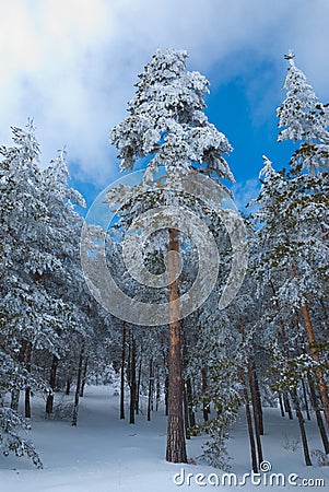 Scots pine forest in winter Stock Photo