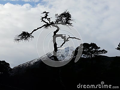 Scots pine at Glen Affric Stock Photo