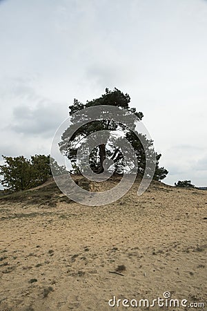 Scots pine on a sand dune Stock Photo